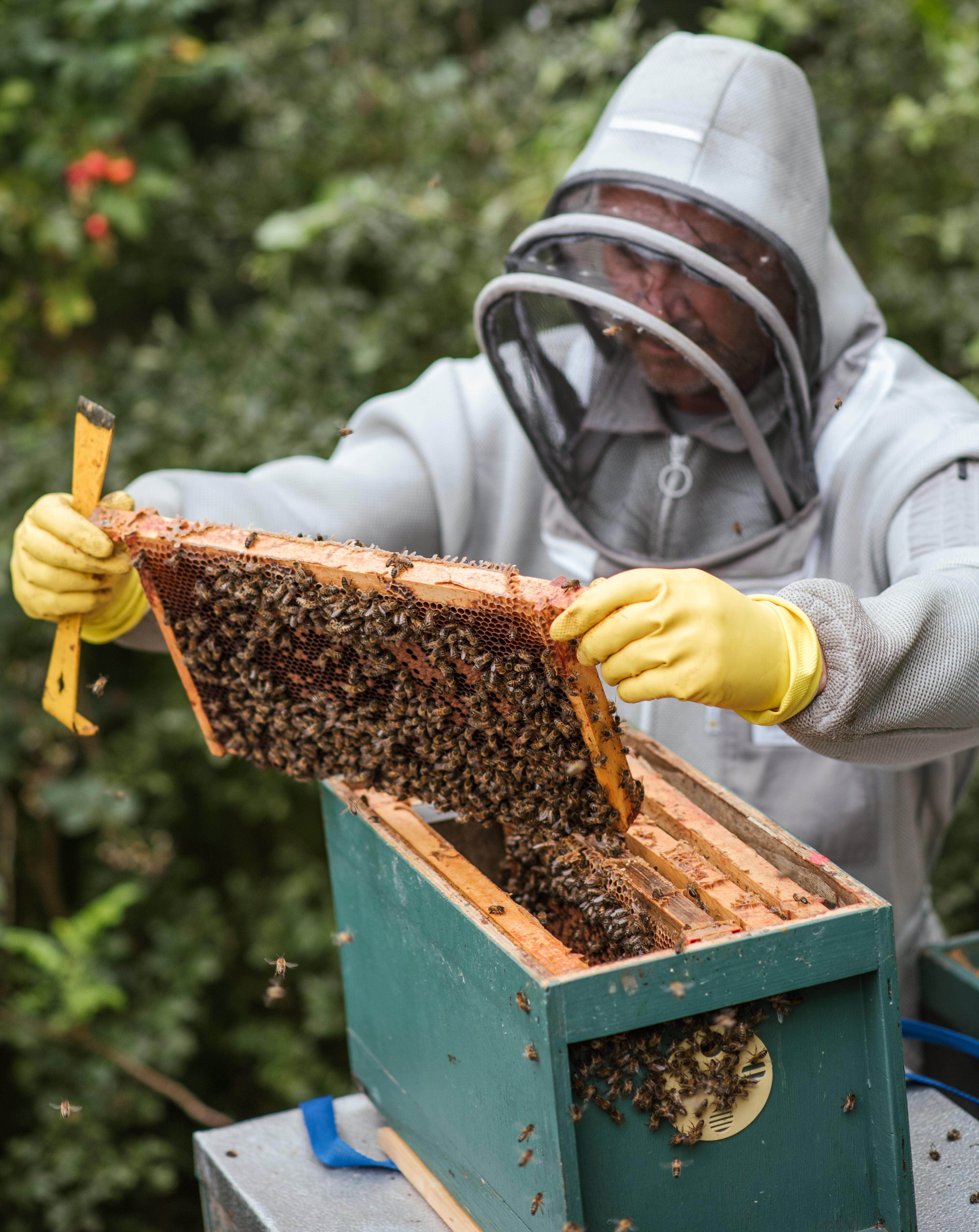 Aprilska prijava stanja na pčelinjaku